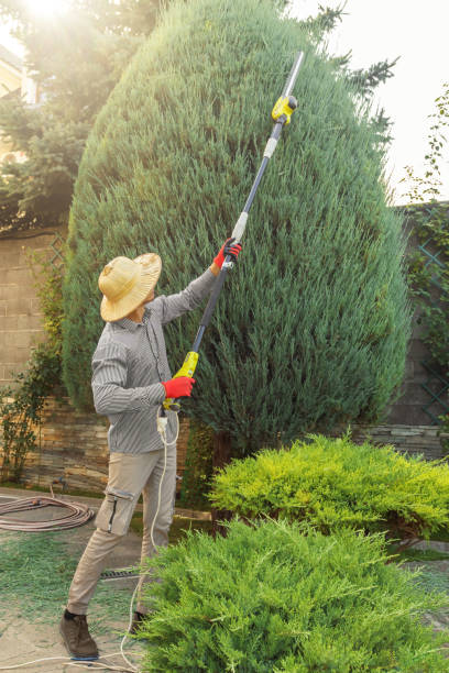 Best Tree Mulching  in Lemon Grove, CA